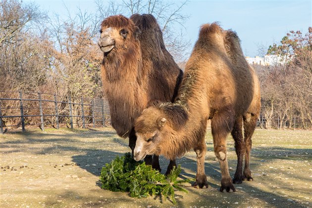 Velbloudi si v pražské zoologické zahradě pochutnávají na vánočním stromečku.