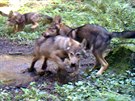 Na Kokoínsku ije minimáln sedmihlavá smeka vlk