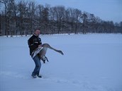 Záchrana labutě, která byla na zamrzlé vodní ploše.
