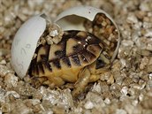Mládě želvy tuniské odpočívá ve vajíčku.