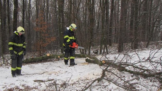 Hasii objevili v korun pokcenho stromu dlkov zen dron. (1. 1. 2016)