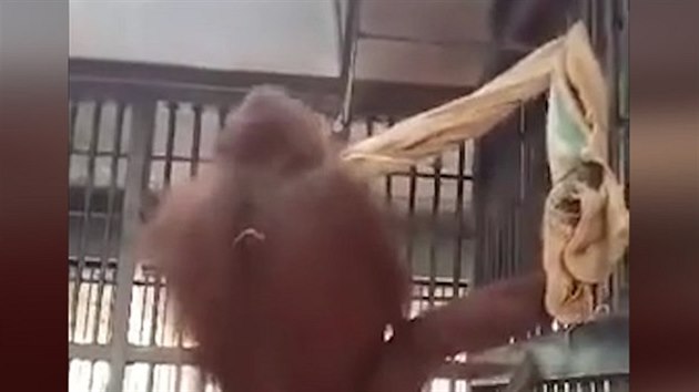 Nakhon Ratchasima Zoo. orangutan, hamaka, Thajsko