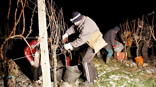 Při devíti stupních Celsia pod nulou v pondělí brzo ráno sklízeli hrozny pro ledové víno i sběrači z Vinařství Šabata. Z 23 hektarů vinic nabídnou
Frankovku.