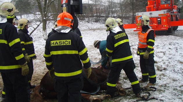 Koně se podařilo hasičům zvednout až za pomoci jeřábu.