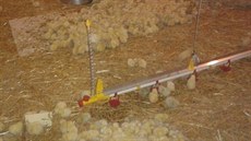 Zhruba polovinu ku�at se poda�ilo p�ed ohn�m zachránit. (3. 1. 2016)