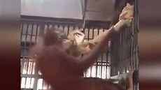 Nakhon Ratchasima Zoo. orangutan, hamaka, Thajsko