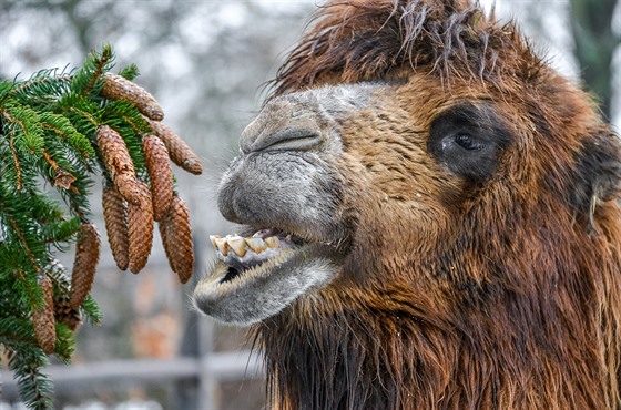 Pražský vánoční strom snědla zvířata v zoologické zahradě (10.1.2016).