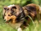 Inteligentní a chytrá eltie je pvodem pastevecký pes, kterému láska k pohybu...