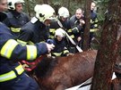 Kobylu, které noha zapadla do jámy, vyprostili hasii pomocí lezecké techniky a...