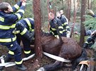 Kobylu, které noha zapadla do jámy, vyprostili hasii pomocí lezecké techniky a...