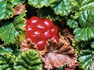 Patagonský zakrslý ostruiník (Rubus geoides)