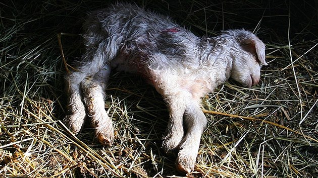 Dva psi roztrhali ve Vlachov Bez nkolik koz a ovc.