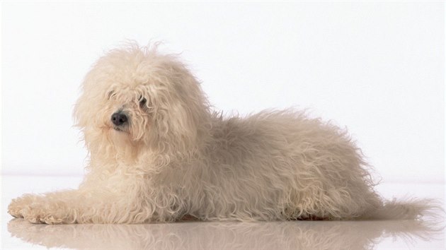 Boloňský psík je nazýván antistresovým psem. Je mazlivý, něžný a bezmezně oddaný.