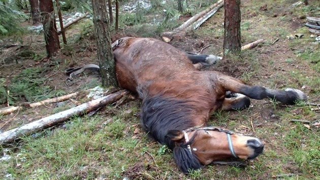 Kobylu, kter noha zapadla do jmy, vyprostili hasii pomoc lezeck techniky a t kladkostroj. (14. ledna 2016)