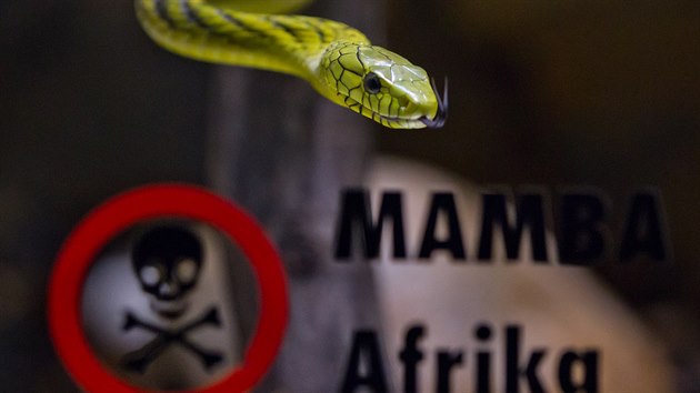 Zoo chová také mamby západoafrické, všechny jsou smrtelně jedovaté.