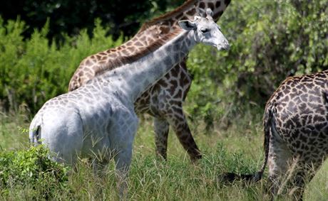 Ochránce zve z Tanzánské pírodní rezervace Derek Lee první vyfotil bílou...