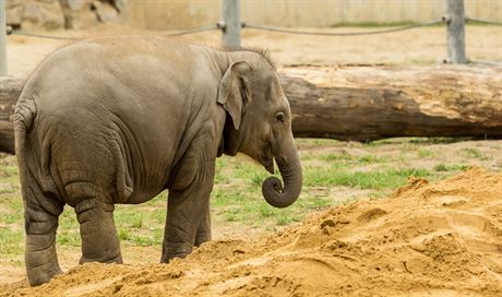V kvtnu se má v ostravské zoo narodit tetí mlád slonice Vishesh. Zástupci zoo doufají, e se mu bude dait lépe ne druhorozené Sumite (na snímku), která se nikdy nenapila mateského mléka a loni v lednu uhynula. 