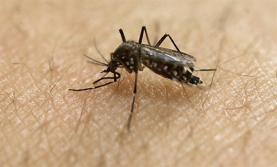 Virus zika penáí komái Aedes aegypti (18. ledna 2016)
