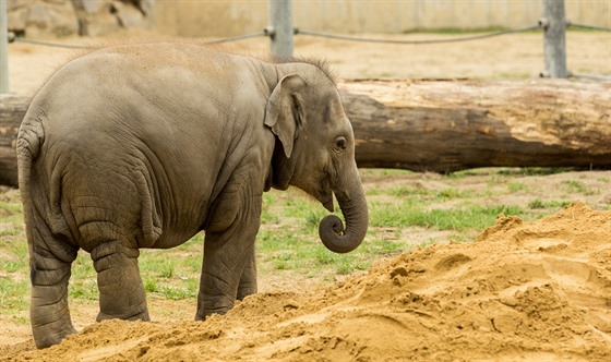 Sloní slečna Sumitra z ostravské zoo uhynula ani ne dva týdny před druhými...