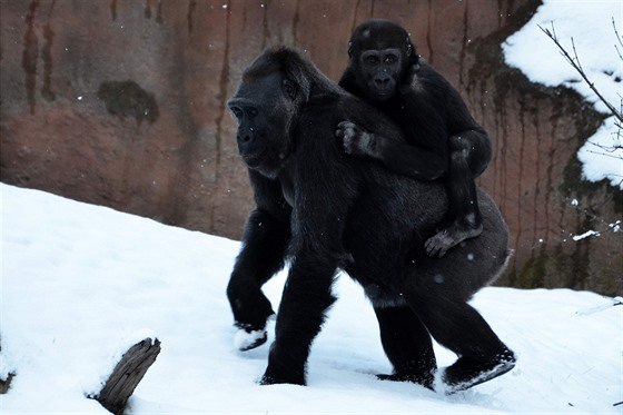 Legrační je pozorovat reakce goril, když je sníh začne studit.