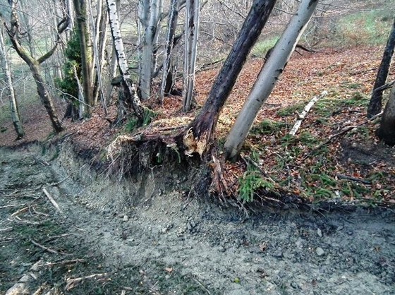 Les v Beskydech po nepovolených zásazích.