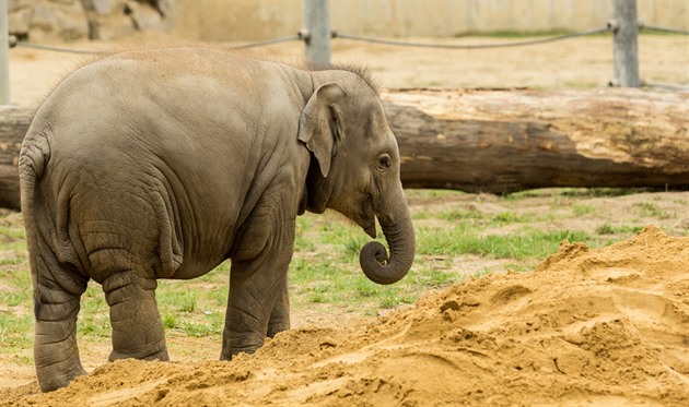 Sloní slena Sumitra z ostravské zoo uhynula ani ne dva týdny ped druhými...