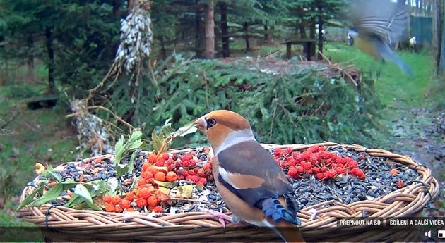 Krmící se dlask tlustozobý