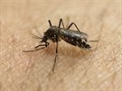 Virus zika pen komi Aedes aegypti (18. ledna 2016)