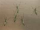 Komár egyptský (Aedes aegypti) šíří horečku dengue nebo žlutou zimnici.