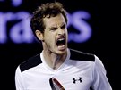 Britský tenista Andy Murray se raduje v semifinále Australian Open.