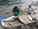Nkteí obyvatelé ostrova Tristan da Cunha se iví rybolovem, jiní teba chovem...