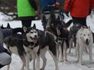 Extrémní závod psích speení edivákv long v Orlických horách