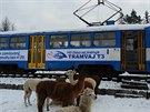 Prvn� tramvaj na Vala�sku. Nad�enec si k n� koupil i patn�ct metr� kolej�