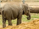 Sloní slena Sumitra z ostravské zoo uhynula ani ne dva týdny ped druhými...