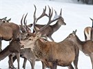 Turisté chodí do pezimovací obrky Beranky u Srní sledovat krmení jelen....