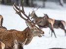Turisté chodí do pezimovací obrky Beranky u Srní sledovat krmení jelen.