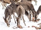 Turisté chodí do pezimovací obrky Beranky u Srrní sledovat krmení jelen.