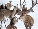 Turisté chodí do pezimovací obrky Beranky u Srní sledovat krmení jelen.
