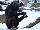 gorily, Zoo Praha, zima, sníh