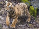 Ve zlínské zoo budou tygí mláata nejmén rok, pak se zane pipravovat jejich...