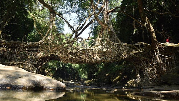 Obyvatel indick vesnice Mawlynnong upletli most z koen strom (8. listopadu 2015)