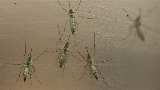Komr egyptsk (Aedes aegypti)  horeku dengue nebo lutou zimnici.