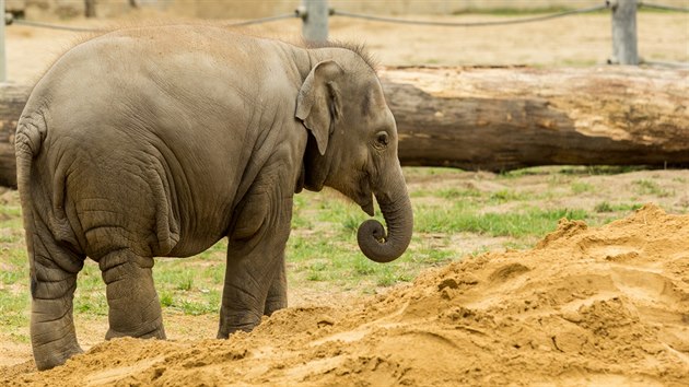 Slon slena Sumitra z ostravsk zoo uhynula ani ne dva tdny ped druhmi narozeninami.