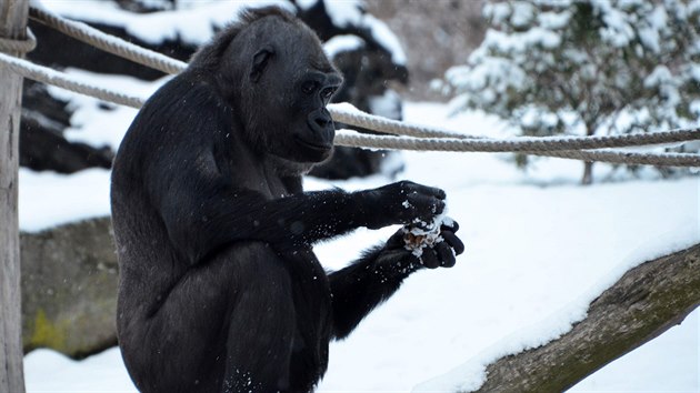 gorily, Zoo Praha, zima, snh