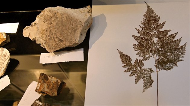 Vstava v Nrodopisnm muzeu v Plzni pedstavuje nejnovj paleontologick nlezy z oblasti Nan a Radnic na Plzesku. (21. ledna 2016)