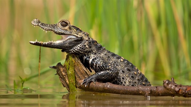 Krokodl elnat (Osteolaemus tetraspis).  Nejmen ijc krokodl na svt, kter pipomn svm vzhledem spe kajmana. Jedn se o velice plach zve, take spatit ho v prod je pomrn vzcn.