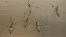 Komár egyptský (Aedes aegypti) šíří horečku dengue nebo žlutou zimnici.