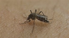 Komár pi probodnutí ke vstíkne do krve sliny, které omezují srálivost a...