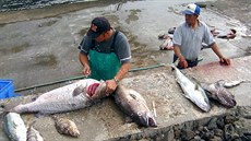 Tristan da Cunha kdysi leel na hlavním tahu obchodní cesty mezi Evropou a Indickým oceánem. 