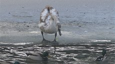 Labutí mlád�, které m�lo kolem nohy omotaný rybá�ský vlasec, se v Dob�anech...